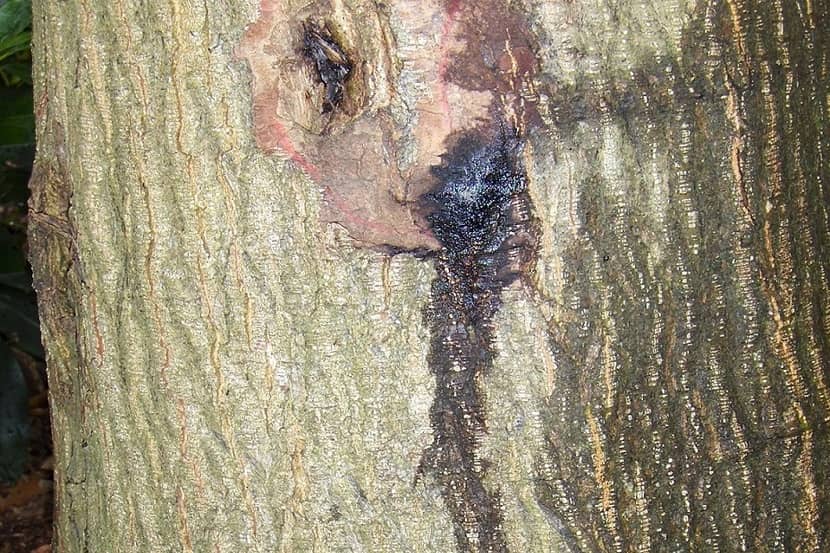 Bloedende kankers op Quercus veroorzaakt door Phytophthora ramorum