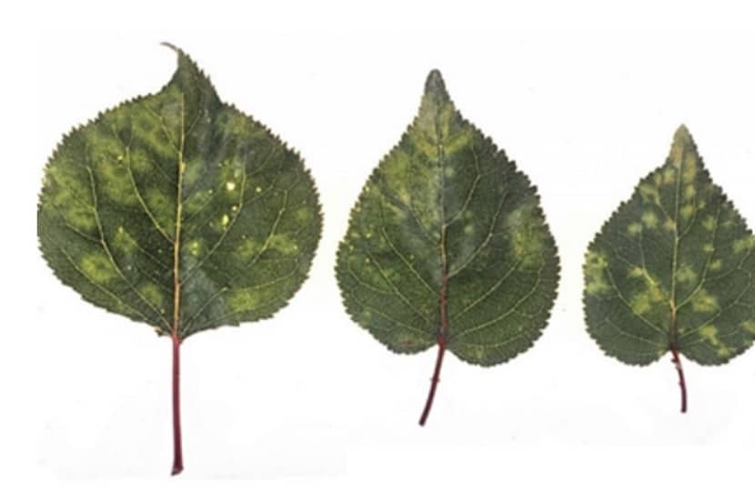 Plum pox virus (Pruimensharkavirus)