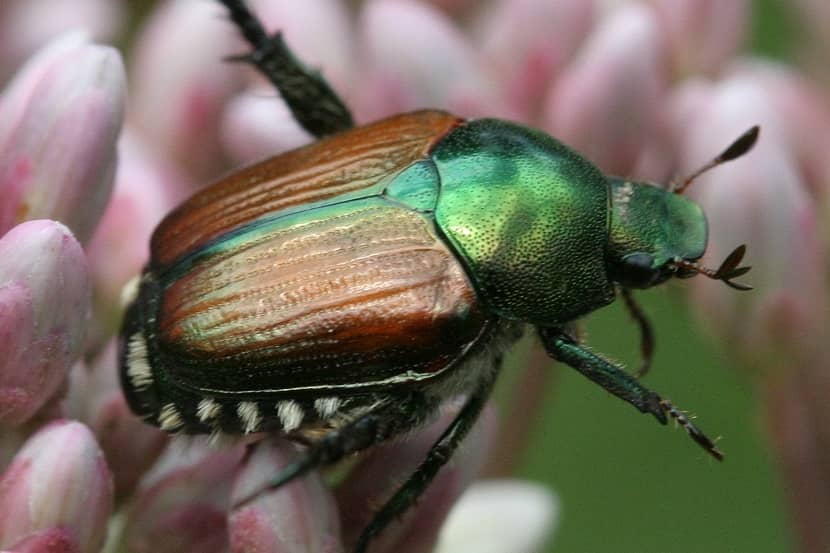 Japanse kever met witte haren in plukjes