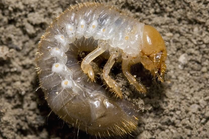 Larve van Popillia japonica met drie paar lange poten en een opgezwollen uiteinde