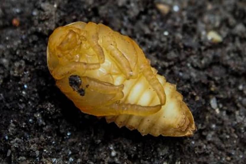 Onderzijde van een Popillia japonica pop