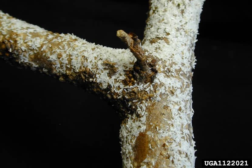 Zware aantasting door Pseudaulacaspis pentagona op Prunus