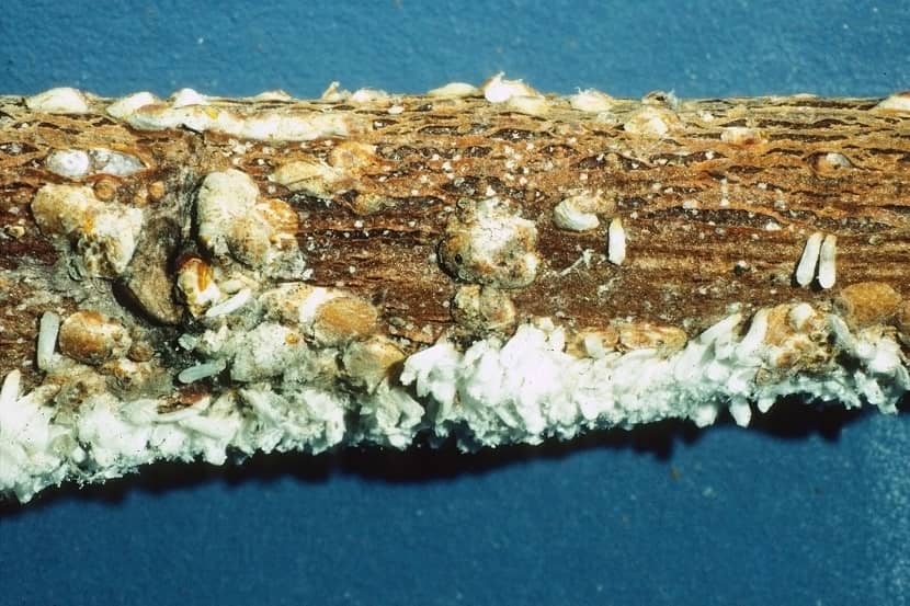Mannetjes en vrouwtjes van Pseudaulacaspis pentagona