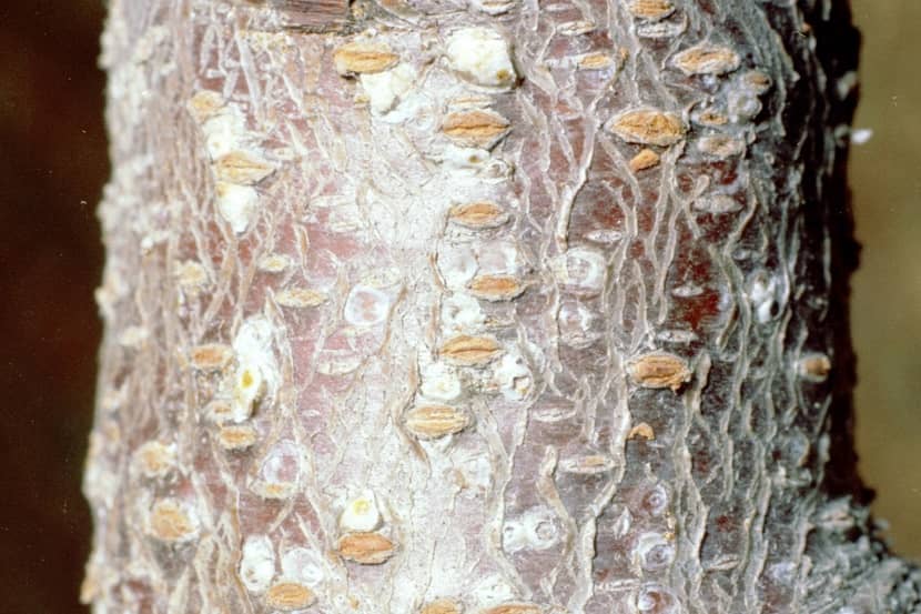 Beginnende aantasting door Pseudaulacaspis pentagona op Prunus