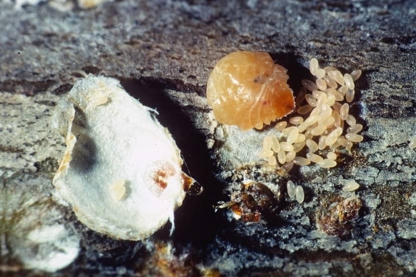 Vrouwtje en eitjes van Pseudaulacaspis pentagona (schildje verwijderd)