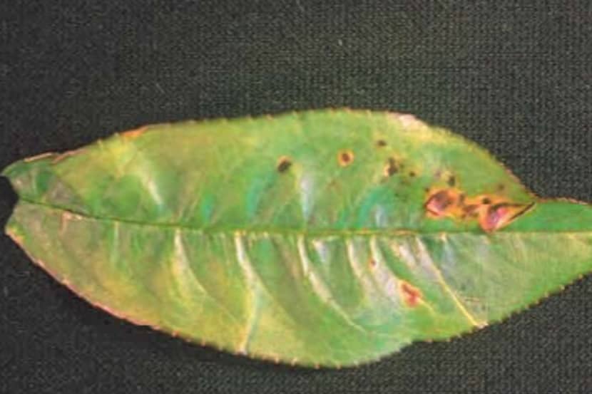Pseudomonas syringae pv. persicae (bacterial dieback of nectarine/peach)