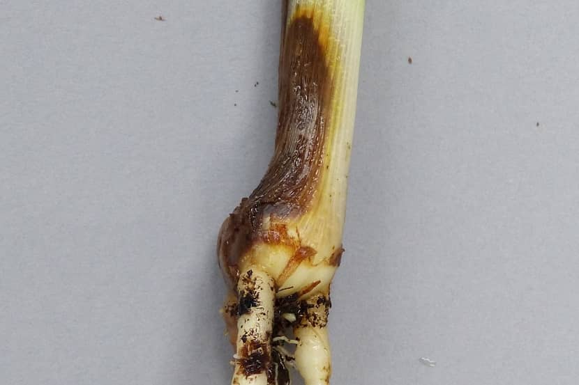 Bruine plekken op de stengelbasis van een Curcuma-plant door Ralstonia