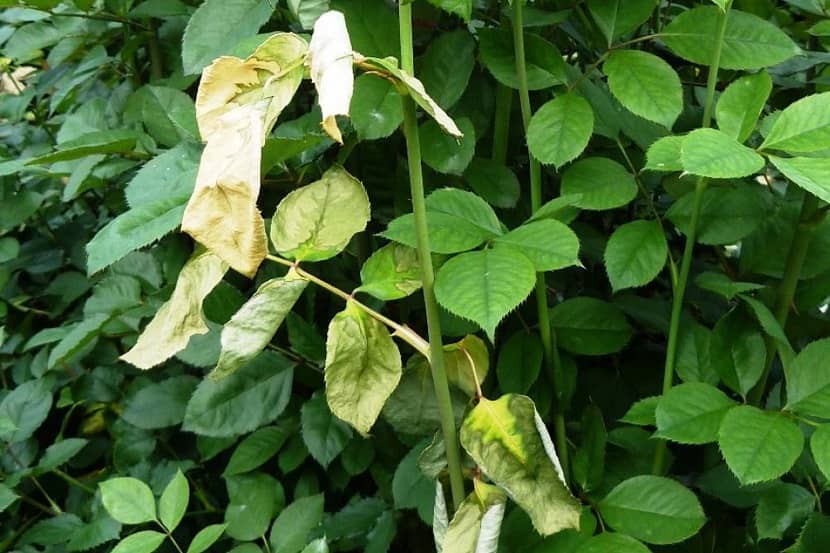 Verwelking bij Rosa door Ralstonia