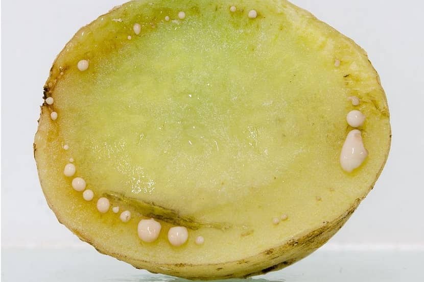Vage bruine ring en slijmdruppels door Ralstonia in de knol van een aardappel