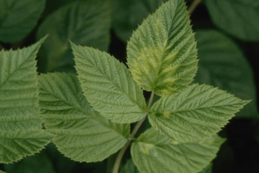 Raspberry ringspot virus (frambozen ringspot virus)