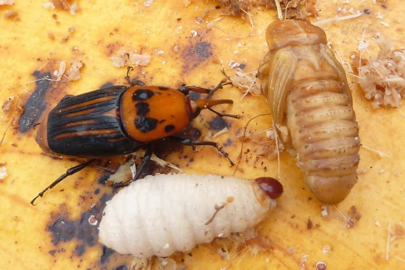 Larve, pop en kever van Rhynchophorus ferrugineus