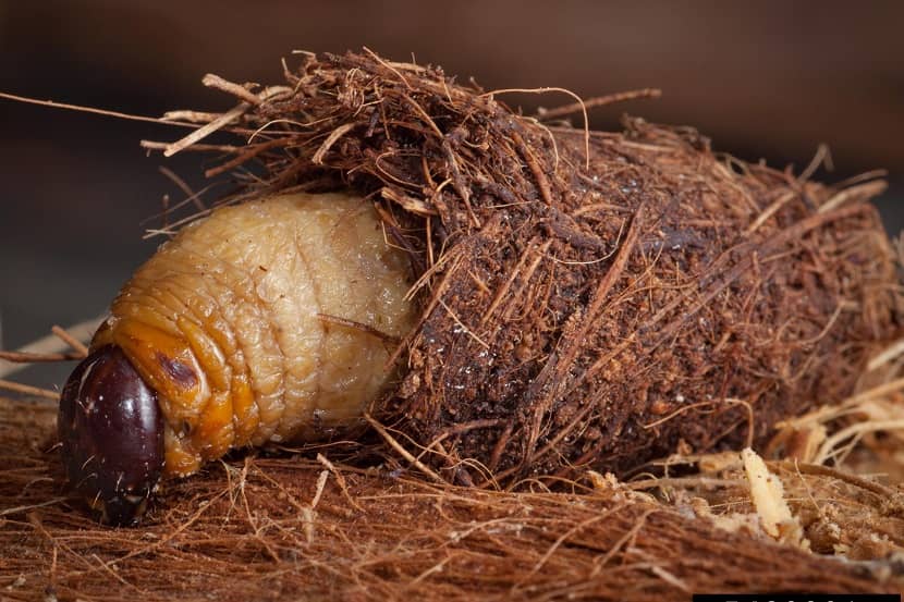 Larve van Rhynchophorus ferrugineus in cocon