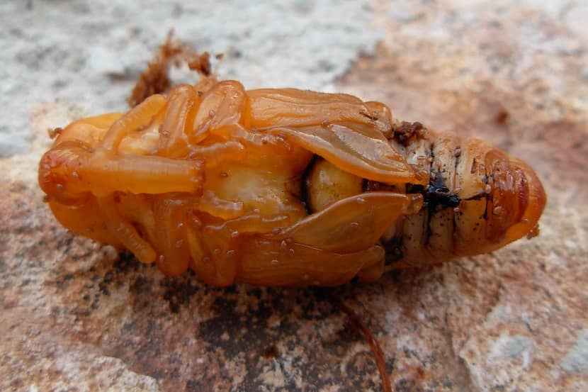 Onderzijde van de pop van Rhynchophorus ferrugineus