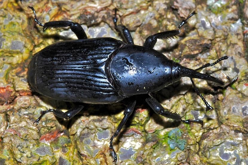 Kever van Rhynchophorus palmarum