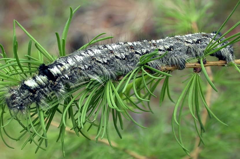 Rups van Dendrolimus sibiricus