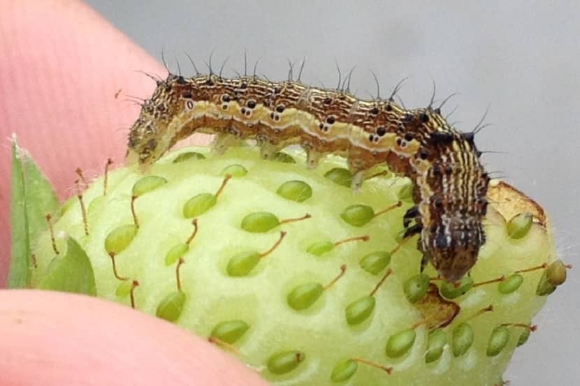 Rups van Helicoverpa armigera