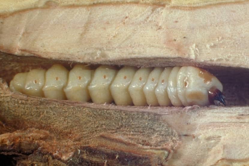 Larve van Saperda candida in een boorgang