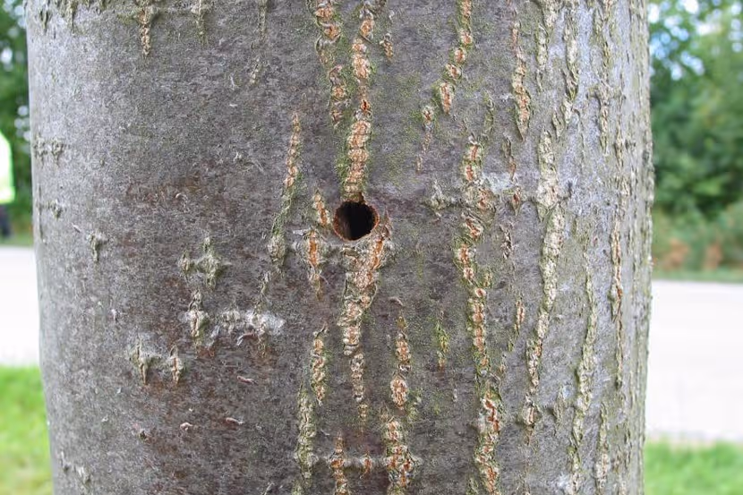 Uitvlieggat van Saperda candida in Sorbus intermedia
