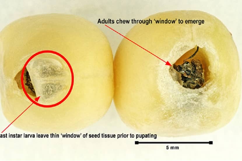 Schadebeeld Bruchus pisorum in het zaad