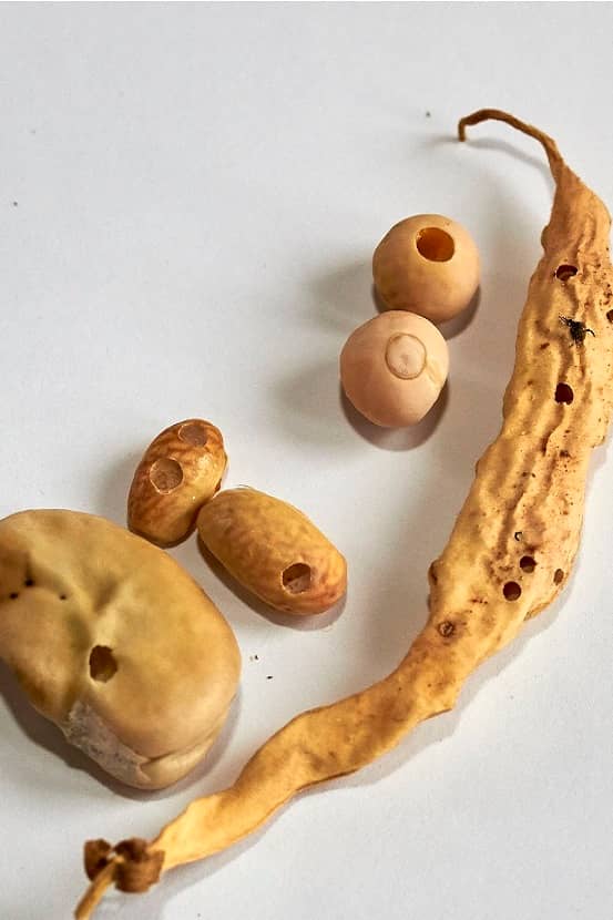 Schadebeeld van Bruchus rufimanus