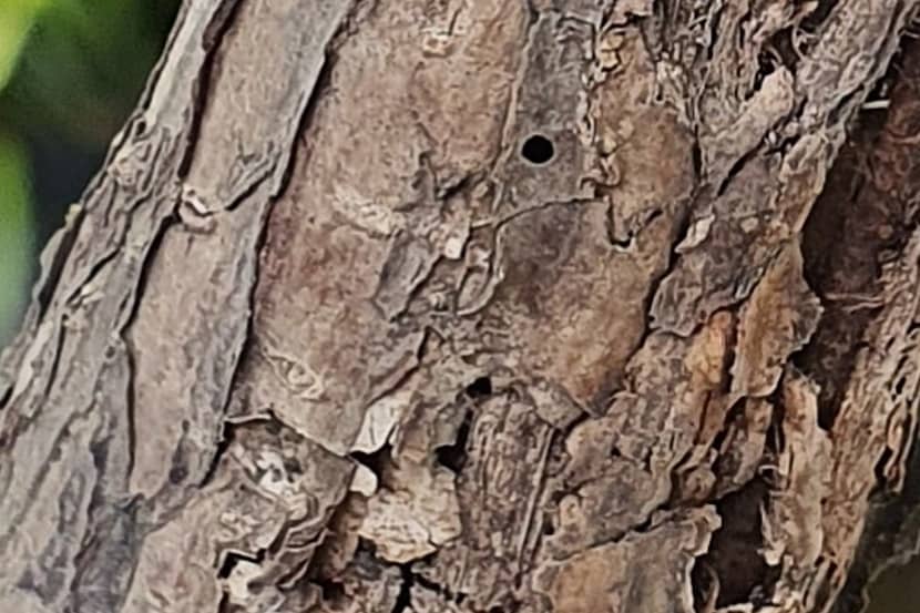 Uitvlieggat van een Scolytinae-kever op Ficus lyrata
