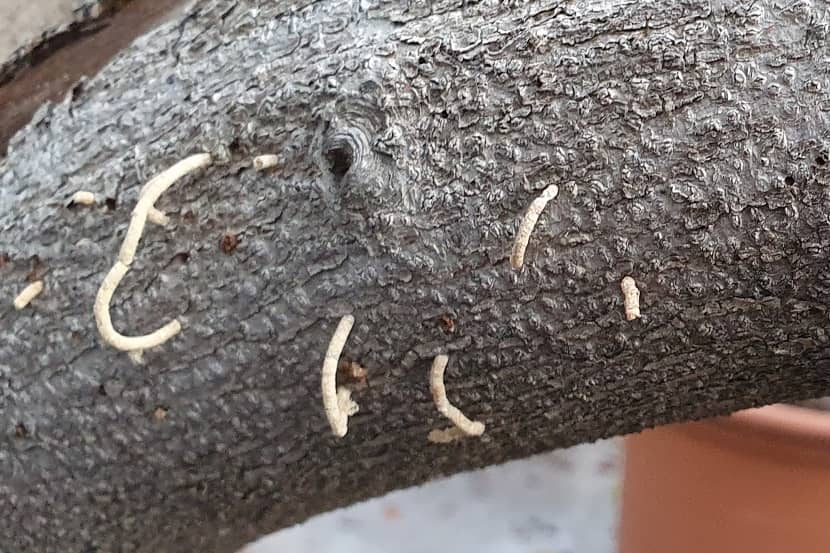 Zaagselsliert van een Scolytinae-kever op Ficus lyrata