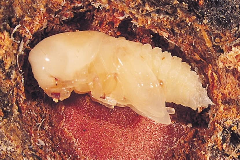 Pop van een Scolytinae-kever