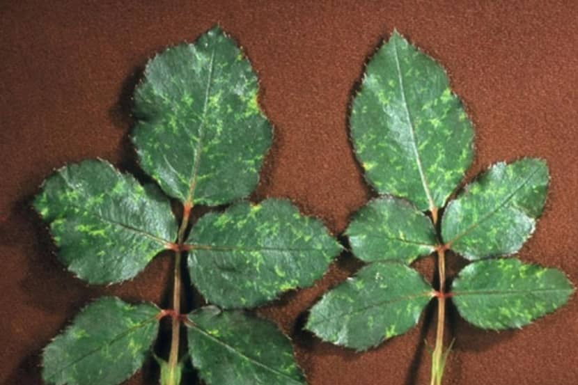 Strawberry latent ringspot virus