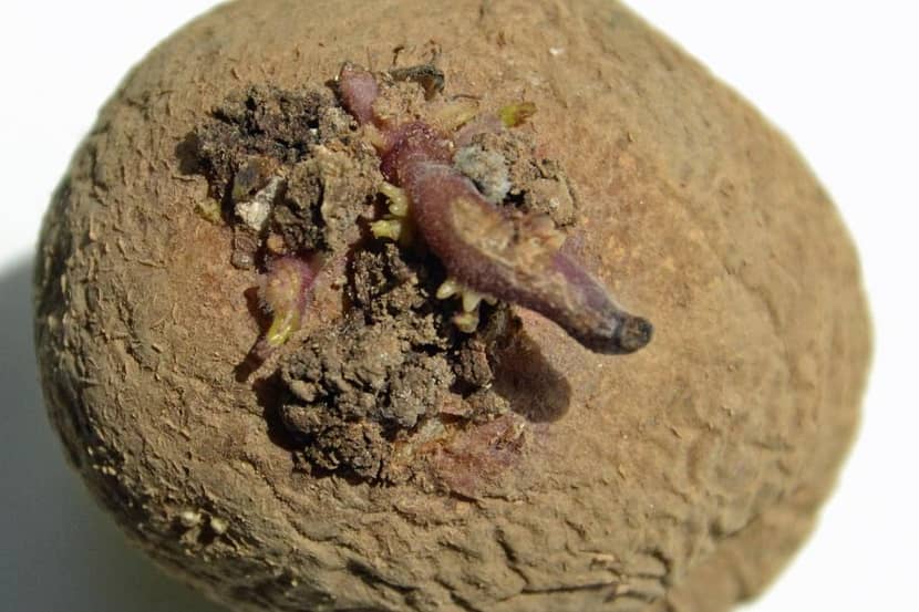 Pas gevormde wrat op aardappelknol veroorzaakt door Synchytrium endobioticum