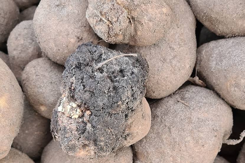 Atypische wrat op aardappelknol veroorzaakt door Synchytrium endobioticum