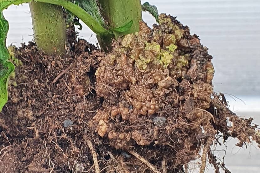 Wrat op stengels van een aardappelplant veroorzaakt door Synchytrium endobioticum