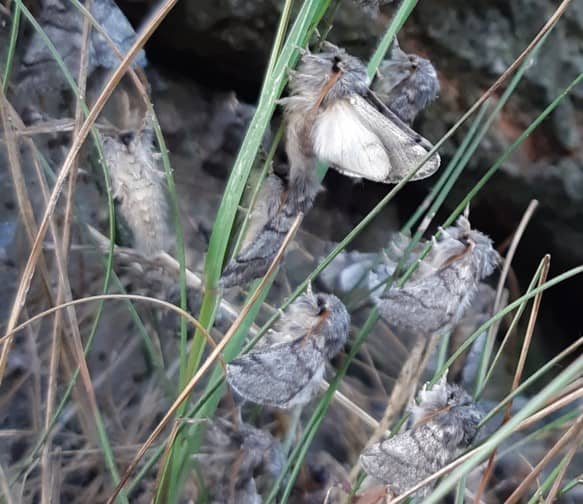 Uit grondnest komende adulten van eikenprocessierups