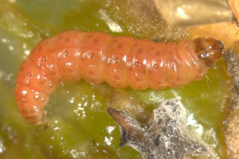 Volgroeide rups van Thaumatotibia leucotreta in een paprika