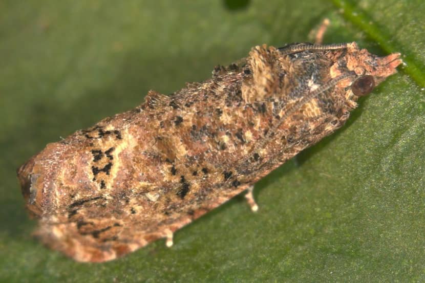 Adult van Thaumatotibia leucotreta gezien vanaf de boven-/zijkant