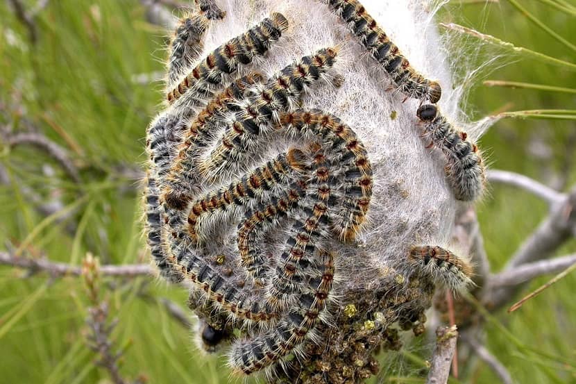 Rupsen van Thaumetopoea pityocampa