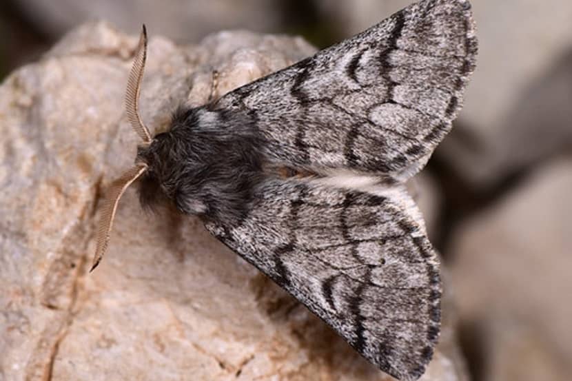 Volwassen Thaumetopoea pityocampa