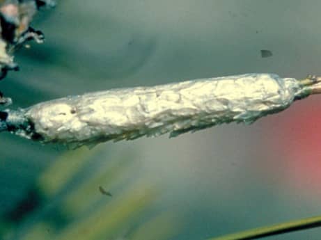 Eipakket van dennenprocessierups rond bundeltje naalden