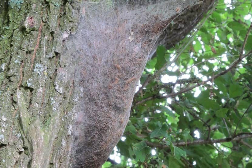Nest van eikenprocessierups