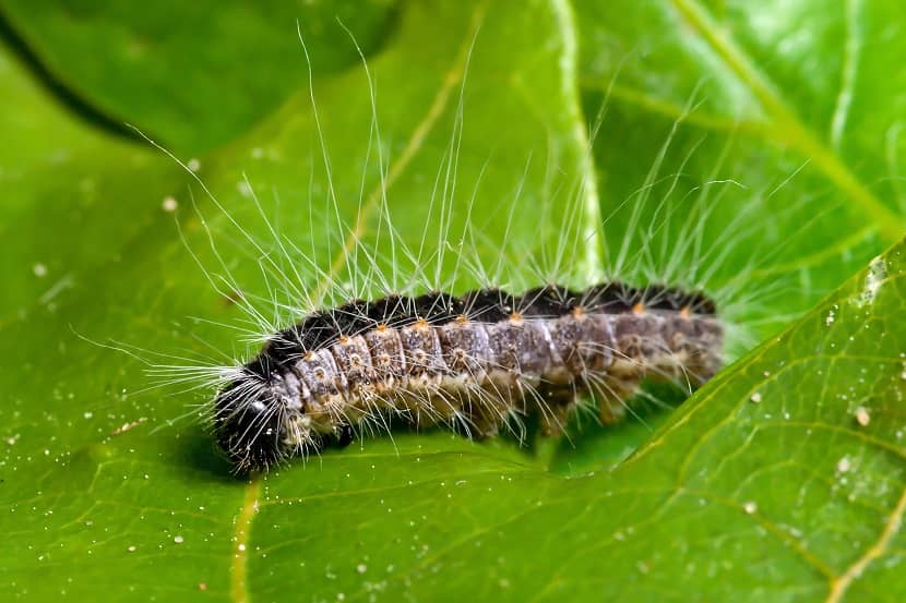 Rups van de eikenprocessierups