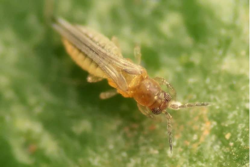 Adult van Scirtothrips aurantii.
