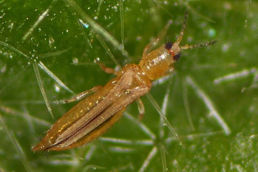 Adult van Thrips palmi