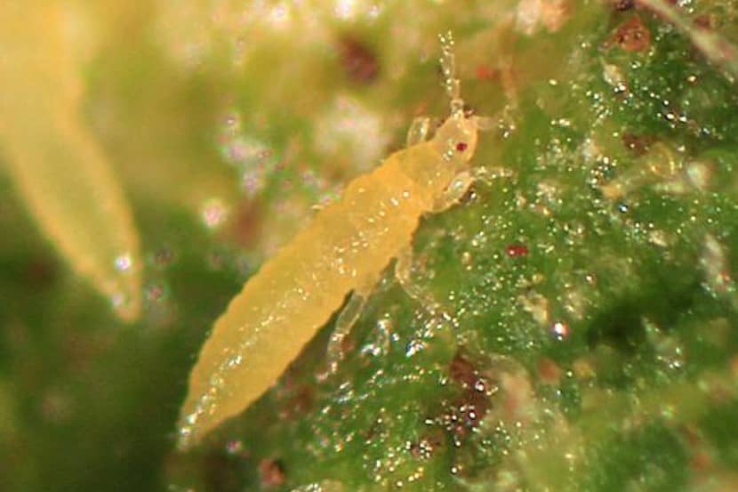 Larven en uitwerpselen (donkere stippen) van Thrips palmi
