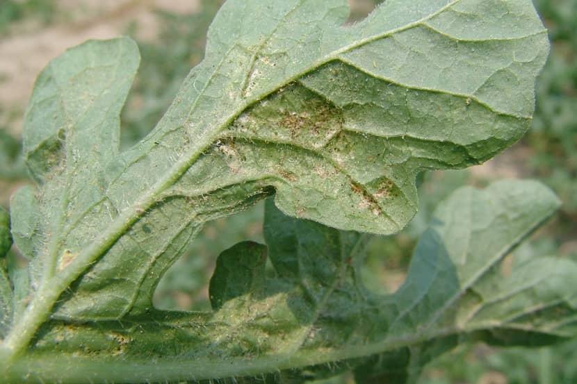 Symptoom van Thrips palmi