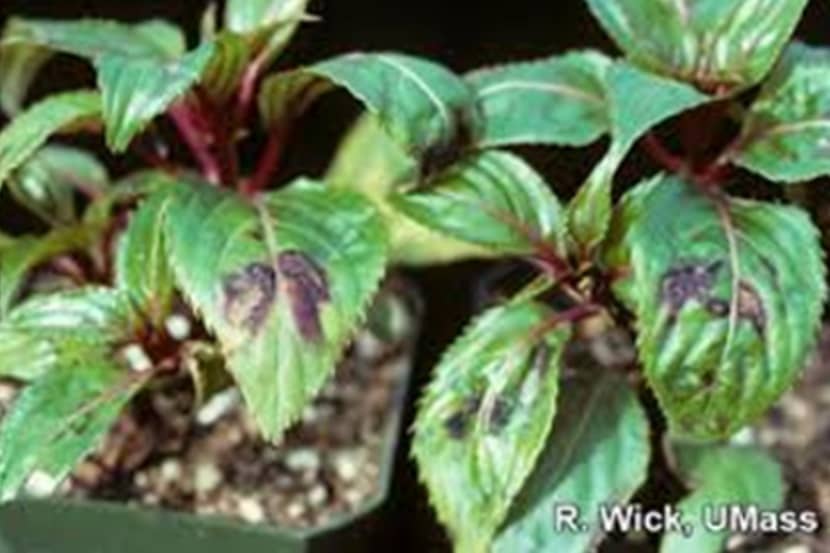 Tomato spotted wilt virus (tomatenbronsvlekkenvirus)