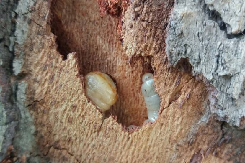 Gang met larven van Trirachys sartus onder de bast van Platanus orientalis
