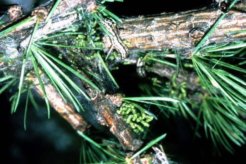 Uitwerpselen van Cephalcia lariciphila