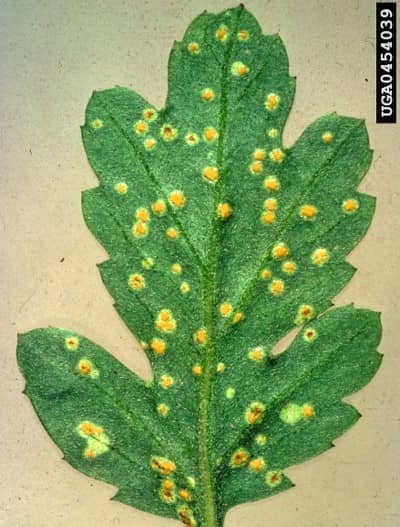 Vlekjes van Japanse roest op onderzijde blad