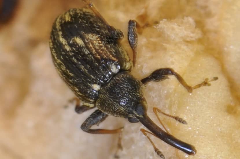 Volwassen Anthonomus eugenii