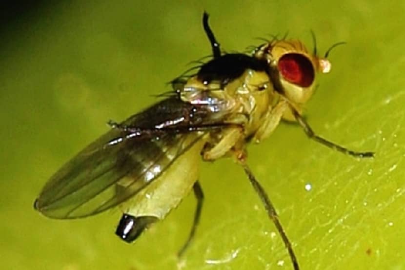 Volwassen mineervlieg Liriomyza bryoniae