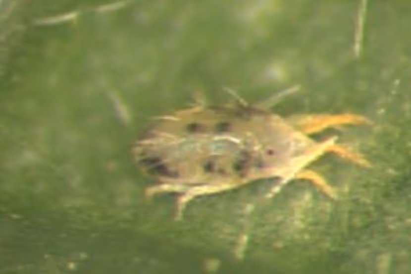 Eotetranychus lewisi vrouwtje onderzijde blad